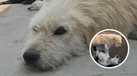 ¿Quién es King Charles, ‘el perro con más aura del mundo’? Aquí te contamos