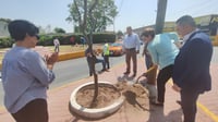 Plantan un ejemplar de mezquite de cinco metros de altura