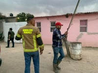 Avistamiento de puma en Durango sorprende a habitantes y moviliza a autoridades
