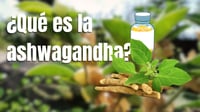 ¿Qué es la ashwagandha, el suplemento más recomendado en TikTok? Aquí te contamos