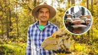 Presentan la Feria del Hongo 2025 en Durango, ¿Cuándo y dónde será? Aquí te contamos