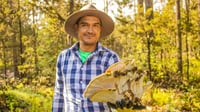 Presentan la Feria del Hongo