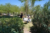 Cadena comercial entrega árboles en Gómez Palacio