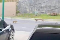 Captan a puma que cazó a una mascota en Monterrey | VIDEO