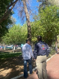 Cambiarán árboles secos del Parque Morelos