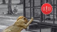 León se escapa de un parque y ataca a una persona; el felino fue abatido