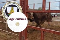 Gusano Barrenador: Cruzan a EU las primeras 900 cabezas de ganado tras reapertura de fronteras
