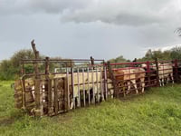 Importan de Nicaragua a Durango 4 mil vacas, pese a riesgo sanitario