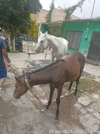 Atienden reporte de yegua y su cría deambulando en calles de Gómez Palacio