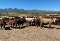 Durango pierde 9 millones de pesos diarios por no exportar ganado