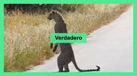 Leopardo se para en dos patas para observar a su presa, ¡es real!