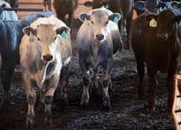 Restablecida, libre venta de ganado en Durango, aseguran