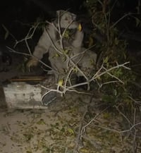 Retiran panal de una primaria en Lerdo