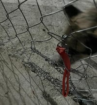 Pirotecnia provoca fuerte crisis a perrita en albergue de Durango