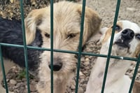 Complicado revertir la problemática de perros en situación de calle: Salud Pública Municipal