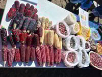 Presentan Feria de la Semilla Nativa en Sierra de Durango