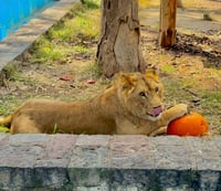 Zoológico Sahuatoba estárá abierto en vacaciones de Navidad 2025