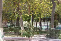 Realizan revisión fitosanitaria en el Parque Morelos para descartar riesgos en paseantes