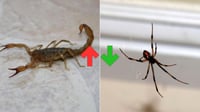 Durango registra alza en picaduras de alacrán en 2025; las de araña se redujeron
