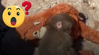 ¿Qué le pasó a Punch, el monito que se viral por abrazar un peluche? Todo lo que se sabe | VIDEO