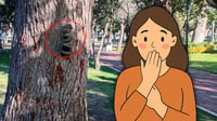 ¿Qué significa dejar una lengua de animal clavada en un árbol? Esto dice el esoterismo