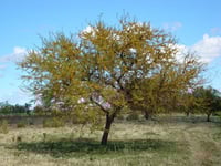 Nostalgias de Coneto