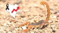 Repuntan casos de picadura de alacrán en Durango; van dos muertes este 2026