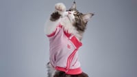 Adidas Originals convierte a las mascotas en parte del estilo urbano