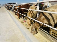 Restringen movilidad de ganado en el país