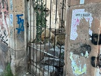 Reportan a perrito en domicilio abandonado