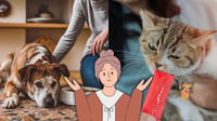 ¿Por qué perros y gatos comen menos en los días calurosos? Esto dicen los expertos