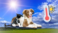 Estos tips te ayudarán a cuidar de tus mascotas ante la ola de calor en México
