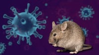 ¿Qué es y cómo se transmite el 'hantavirus'? Esto es lo que sabemos