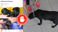 Venta de perritos en Durango continúa a través de redes sociales, denuncia Asociación