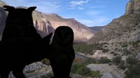 Profepa libera 10 ejemplares de vida silvestre en Durango, ¿cuáles son?