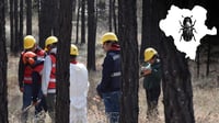 Insecto descortezador ha provocado daño en más de 4 mil hectáreas en Durango