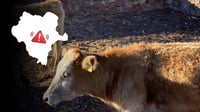Durango, con dos casos de gusano barrenador confirmados; indagan otro sospechoso