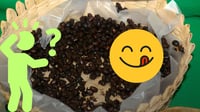 Chicatanas, el manjar de hormigas poco conocido en Durango, ¿a qué saben?