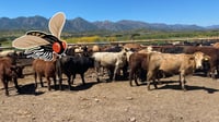 Tomará hasta 7 años erradicar la mosca del gusano barrenador del ganado: SAGDR