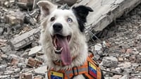 'Tsunami', el perro rescatista que pasó del maltrato a buscar vida entre los escombros en Venezuela