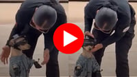 Él es 'Comando', el perro chihuahua que forma parte de la Guardia Nacional | VIDEO