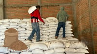 En Durango, productores se quedaron con toda su cosecha del ciclo pasado: SAGDR