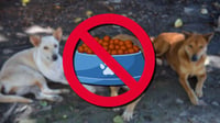 ¡Indignante! Alcalde busca multar a quien le dé agua o comida a perros de la calle