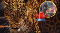 ¡Imágenes fuertes! Menor es atacado por un jaguar en un rancho turístico | VIDEO