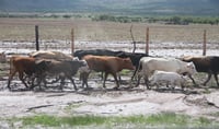 Norte de México, azotado por el gusano barrenador