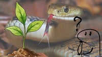 Alerta en tu hogar: ¿Cuál es la planta que atrae serpientes y debes quitar ya?
