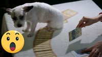 Tarot para perros, esta es la nueva tendencia que ayuda a conocer los pensamientos de los 'lomitos'