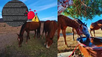 Refugio de animales de Mazatlán cierra por ola de violencia: ‘Personas armadas llegaron al santuario’