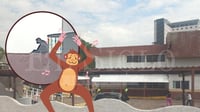 Mono araña 'pone de cabeza' a policías en oficinas de la SICT Durango