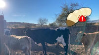 Por frontera sur entra ganado sucio que contamina con gusano barrenador al de México: CNC